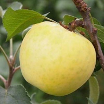 Яблоня МЕДОК колонновидная в Грозном