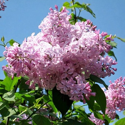 Сирень БУФФОН в Грозном