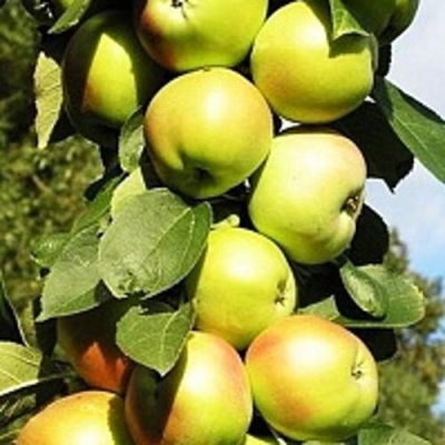 Яблоня БОЛЕРО колонновидная в Грозном