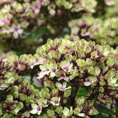 Флокс МИСТИК ГРИН метельчатый в Грозном