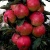 Яблоня ВАЛЮТА колонновидная в Грозном