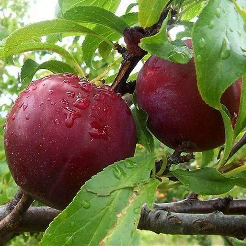 Слива КЛЕОПАТРА в Грозном