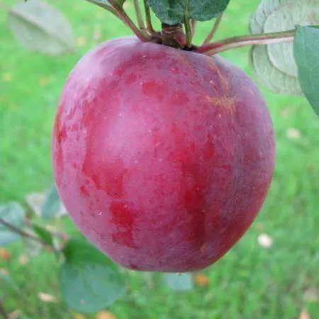 Яблоня ЦЫГАНОЧКА в Грозном