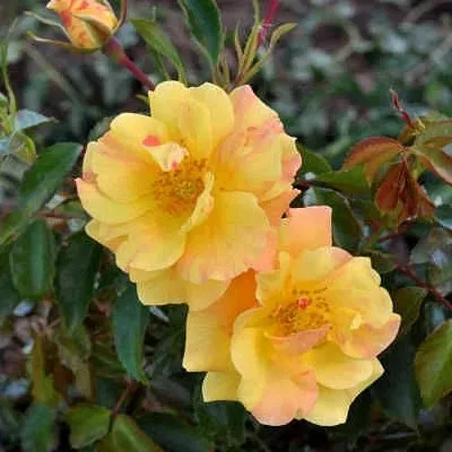 Роза АНГЕЛИНА ФРЕСКА флорибунда  в Грозном