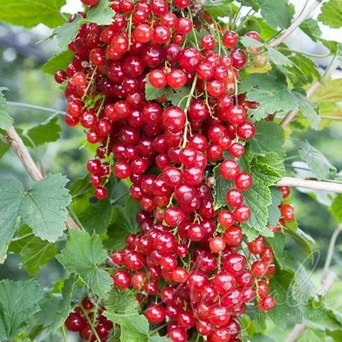 Смородина красная РЕД ЛЕЙК в Грозном