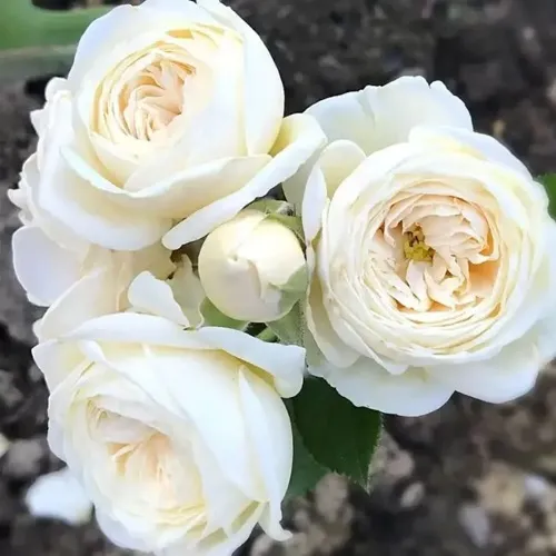 Роза АРТЕМИС шраб в Грозном