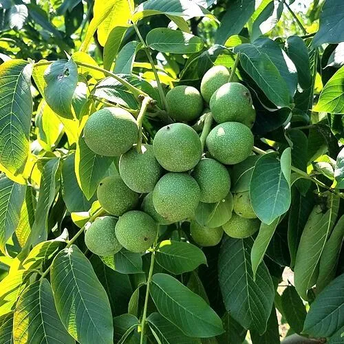 Грецкий орех  ИЗЯЩНЫЙ в Грозном